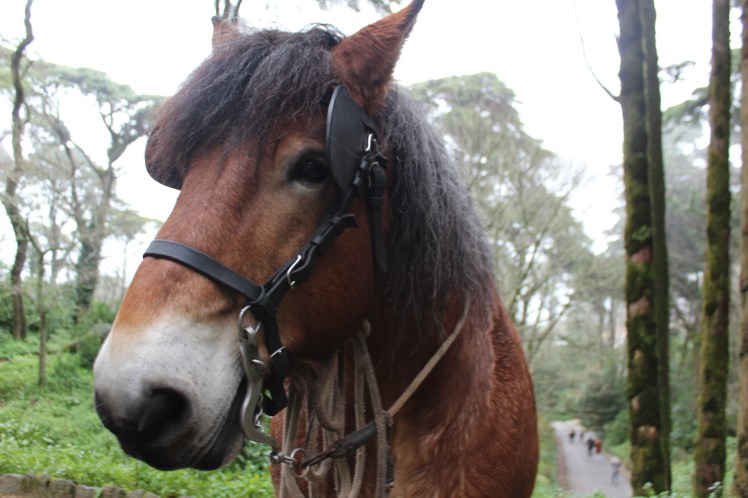 521bcd56-ca74-490f-8496-bb572b6261e2